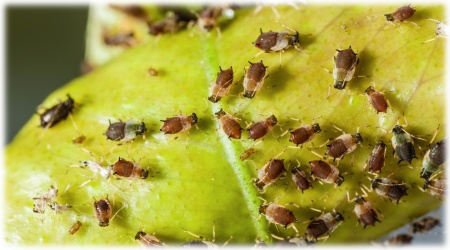 Aphid Pest Control Carmel Ca – Ailing HOuse Pest Management Inc