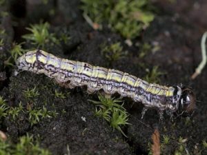 Ailing House Pest Management-California-Oakworm-Identification-Caterpillar-Oak-Tree-Treatment-Carmel-Carmel Valley-Pacific Grove-Monterey