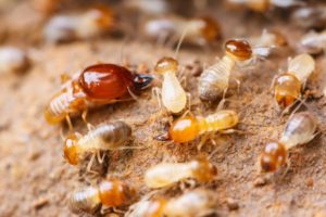 termite pest control service free inspection pebble beach del monte forrest california - Ailing House Pest Management
