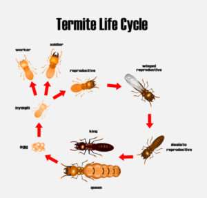 Termite Pest Fumigation – Guaranteed lowest price Santa Cruz County-San Benito County-Alameda County-Monterey County-Santa Clara County - Ailing House Pest Management
